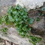 Cymbalaria muralis Folha