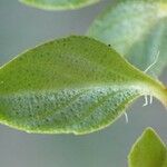 Thymus pulegioides Liść