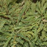 Calliandra rubescens Habitus