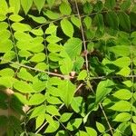 Gymnocladus dioicus Blatt