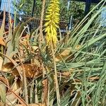 Aloe striatula Flor