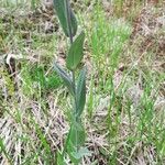 Turritis glabra Hoja
