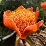 Haemanthus coccineus Květ