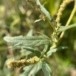 Atriplex tatarica Лист