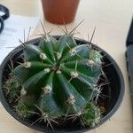 Echinopsis eyriesii Листок