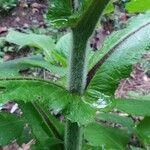 Lactuca alpina Schors