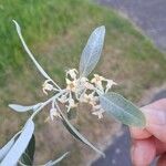 Elaeagnus commutata Blomma