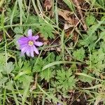 Anemone blanda Blomst