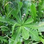 Hypochaeris glabra Leaf