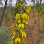 Crotalaria pallidaFlower