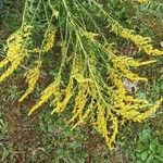 Solidago juncea Květ