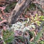 Lomatia ilicifolia 花