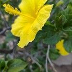 Hibiscus fragilisFlors