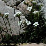 Saxifraga androsacea Celota