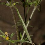 Vahlia dichotoma Blomma