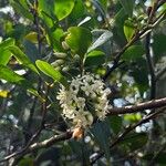 Aegiceras corniculatum Flower