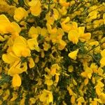 Cytisus oromediterraneusΛουλούδι