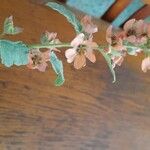 Sphaeralcea bonariensis Flower