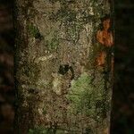 Pradosia ptychandra Bark