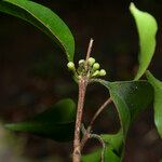 Eugenia pseudopsidium 花