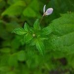 Cleome rutidosperma Květ