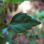 Pilea urticifolia Hostoa