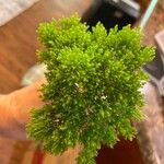 Hebe cupressoides 花