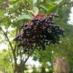 Sambucus nigraFruit