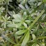 Galium aparine Лист