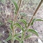 Pallenis spinosa Leaf