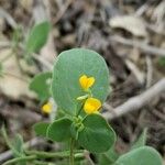 Coronilla scorpioides Virág