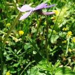 Viola cornuta आदत