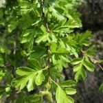 Crataegus azarolus Лист