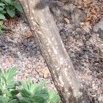 Genista stenopetala 樹皮