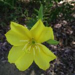Oenothera elata Blomst