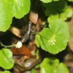 Hydrocotyle leucocephala 花