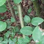 Cotoneaster multiflorus Bark