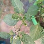 Solanum scabrum Blatt