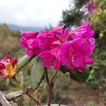 Rhododendron campanulatum Blüte