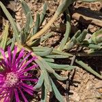 Delosperma cooperi Leaf