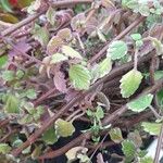 Coleus madagascariensis Leaf