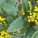 Mahonia aquifolium Folla