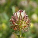 Trifolium lappaceum Blomma