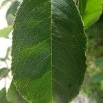 Prunus serotina পাতা