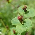 Euphorbia dulcis موطن