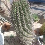 Ferocactus herrerae Foglia