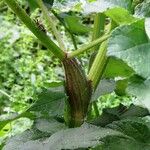 Heracleum sphondylium Corteza