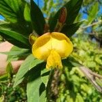 Cajanus cajan Flower