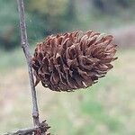 Betula alleghaniensis Froito