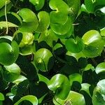 Heteranthera reniformis Leaf